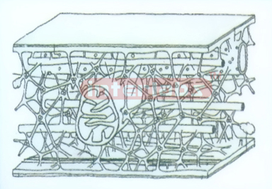 THE MICROTRABECULAR ALTTICE MODEL OF ANIMAL CELL